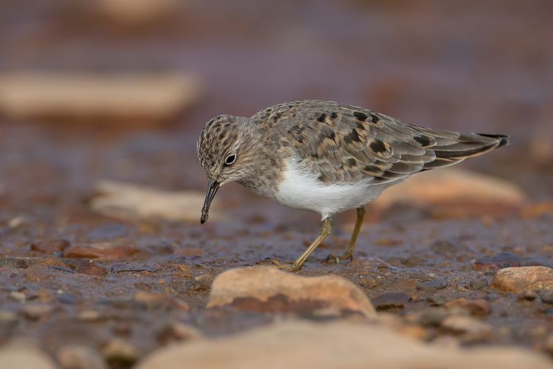 Temminck's Stint