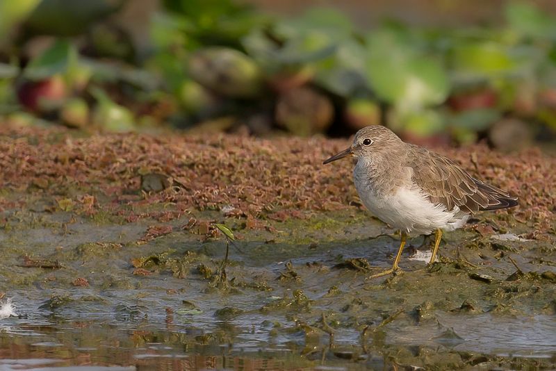 Temminck's Stint