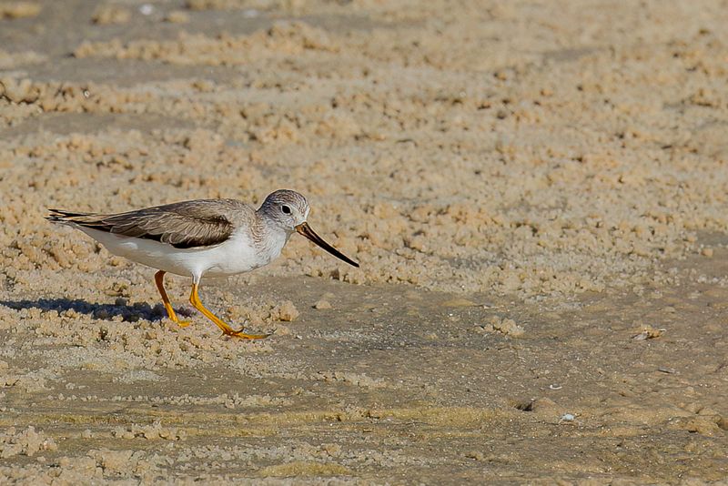 Terek Sandpiper