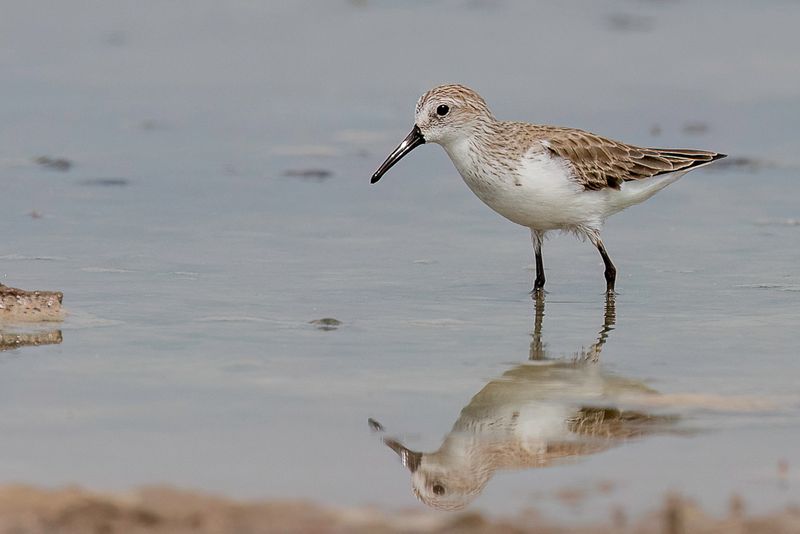 Western Sandpiper