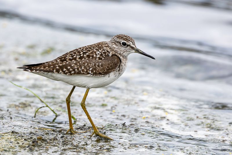 Wood Sandpiper