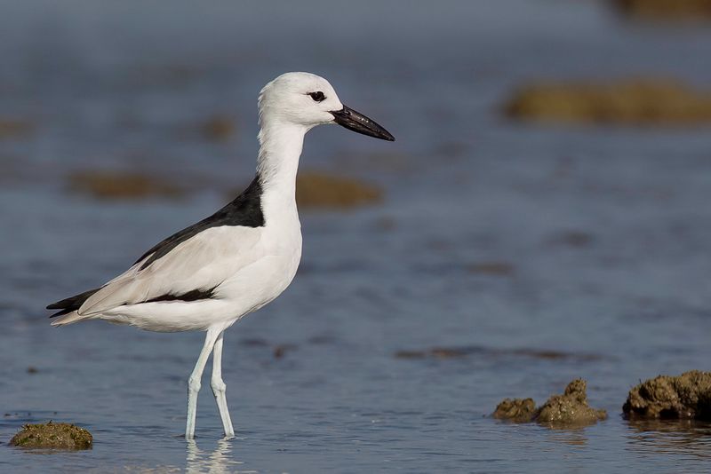 Crab-plover
