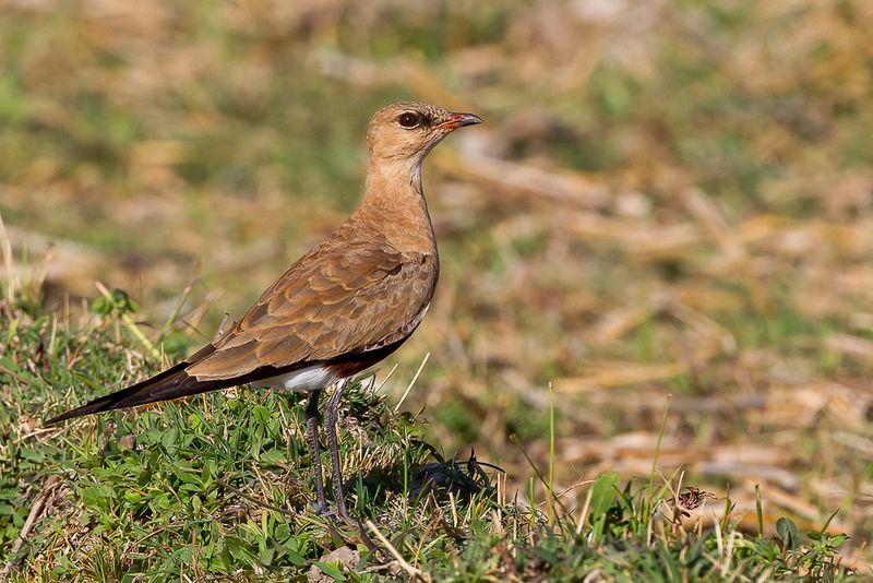Australian Pratincole