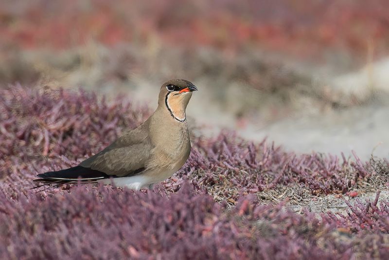Collared Pratincole