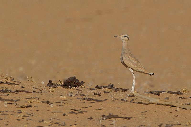Cream-colored Courser