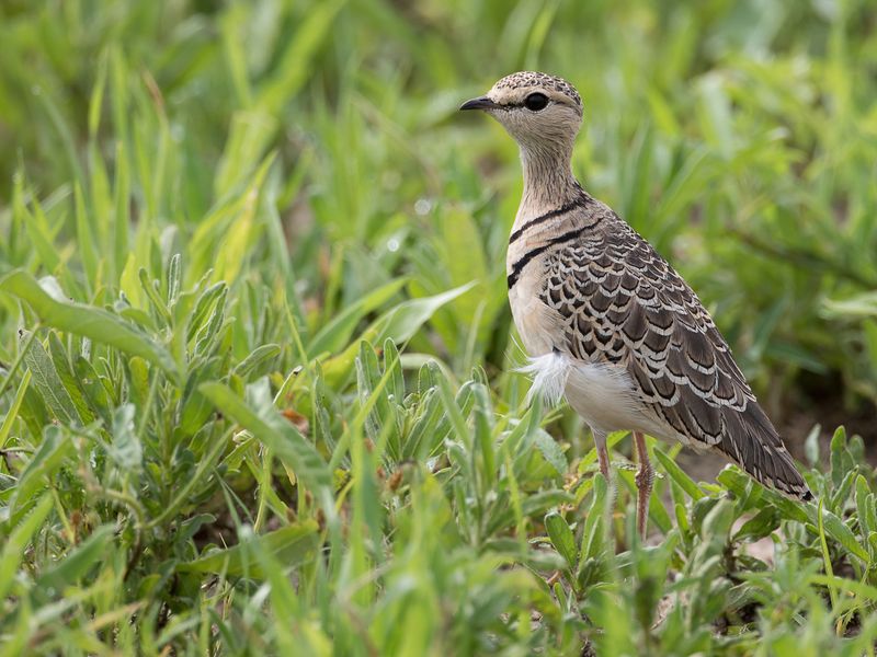 Double-banded Courser
