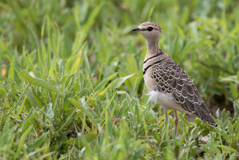 Double-banded Courser