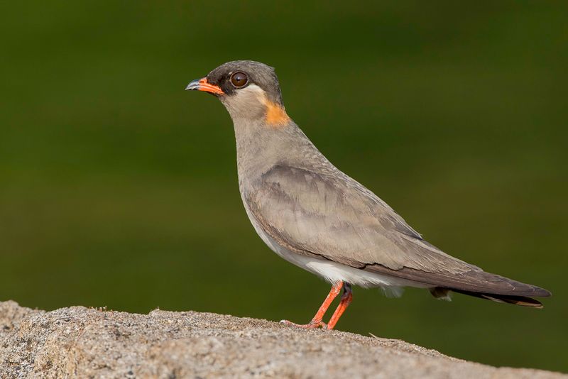 Rock Pratincole