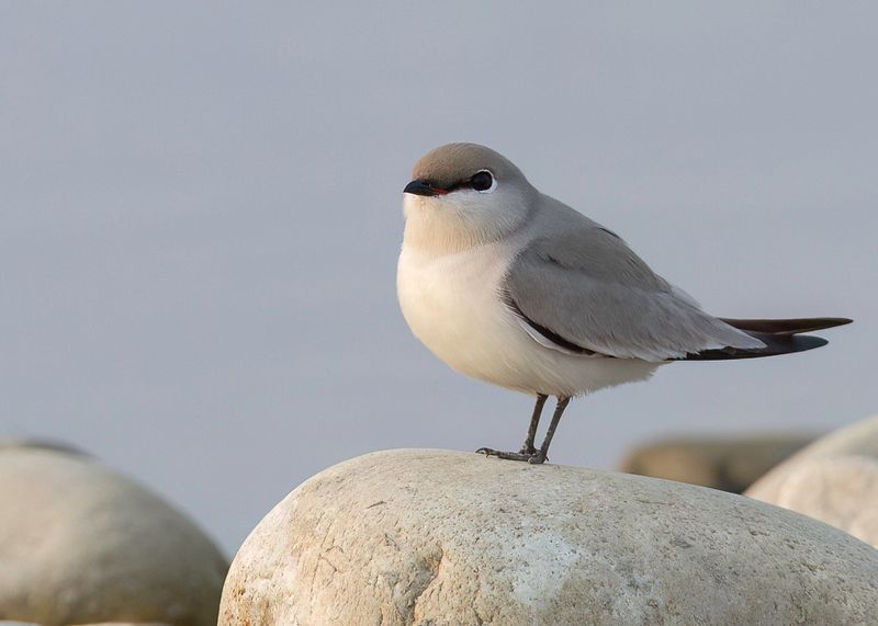 Small Pratincole
