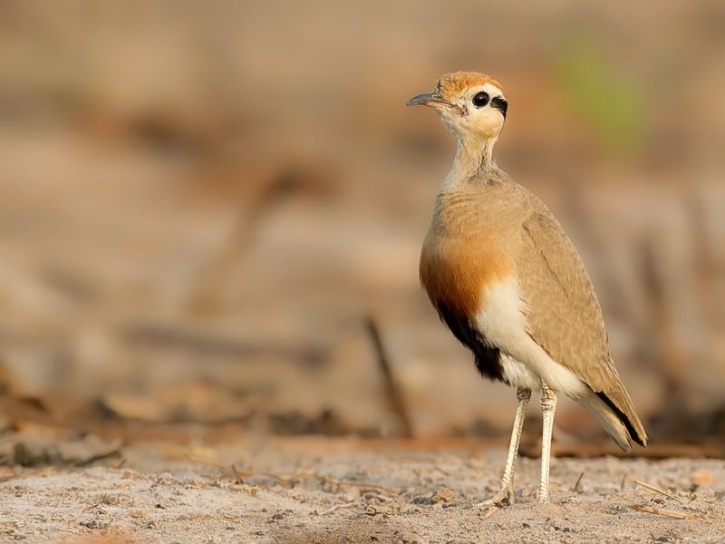 Temminck's Courser