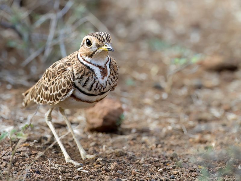 Three-banded Courser