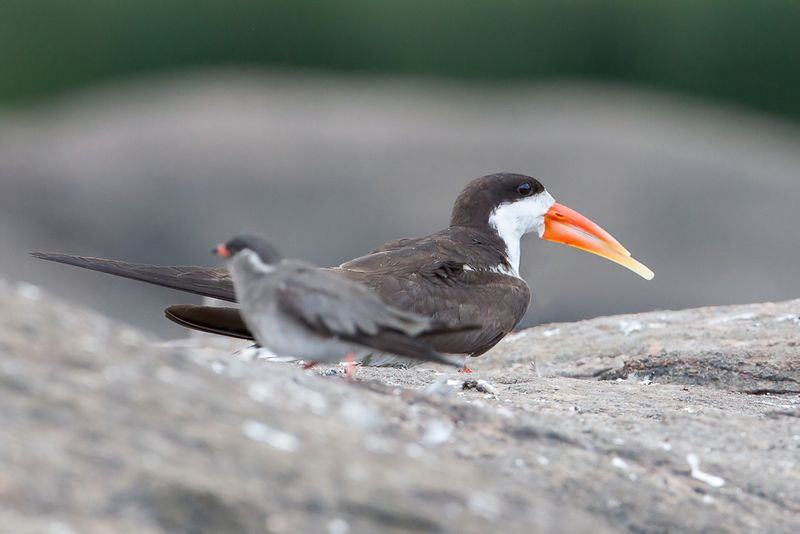 African Skimmer