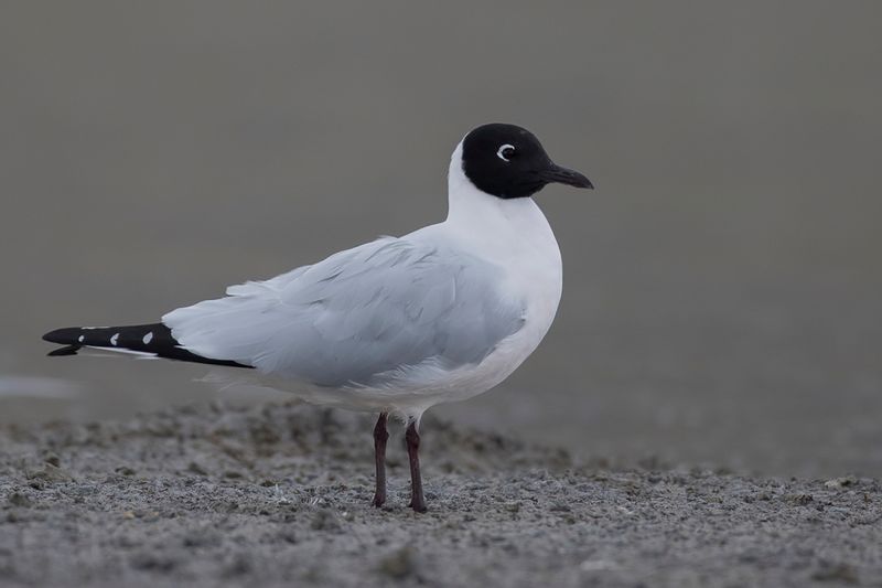 Andean Gull