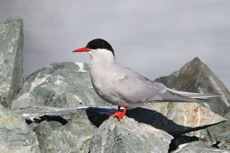 Antarctic Tern