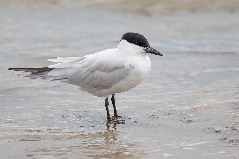 Australian Tern