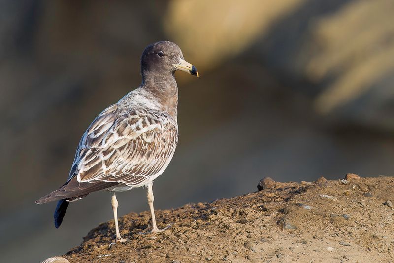Belcher's Gull (imm)