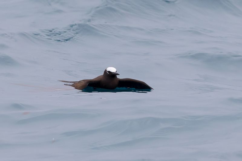 Black Noddy