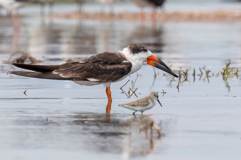 Black Skimmer