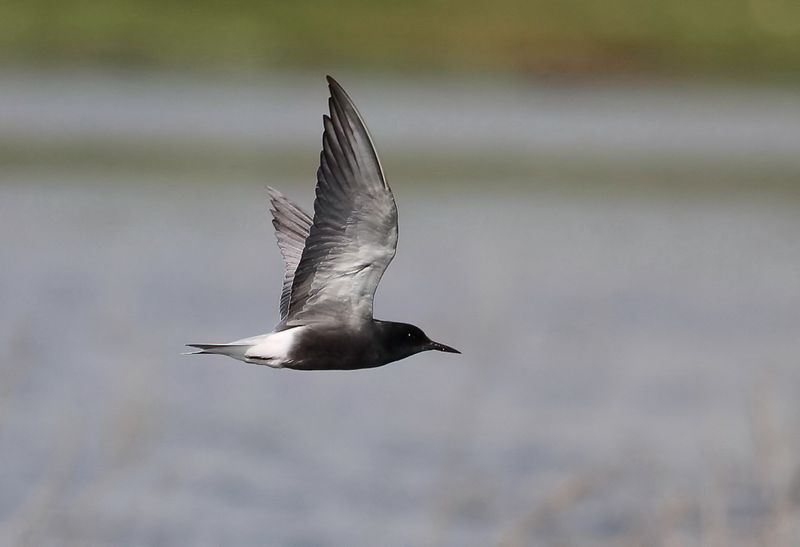 Black Tern