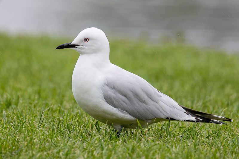 Black-billed Gull