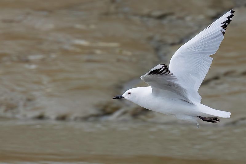Black-billed Gull