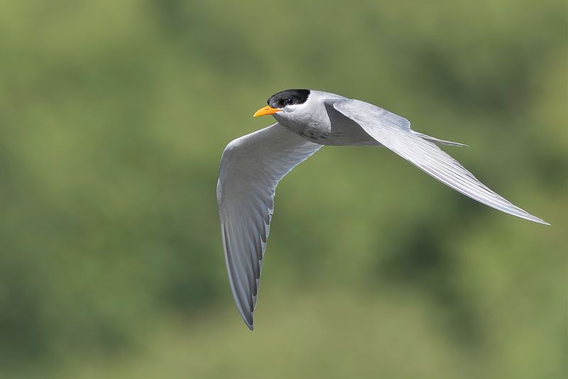 Black-fronted Tern