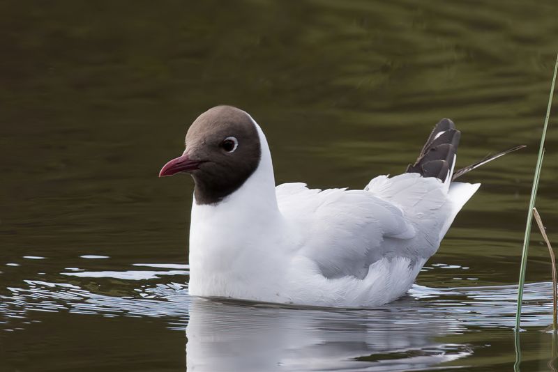 Black-headed Gull