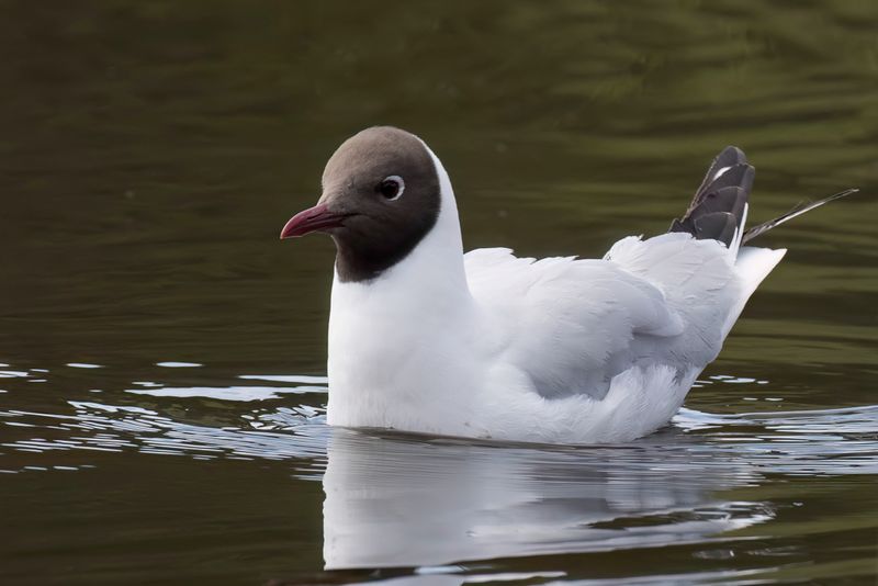 Black-headed Gull