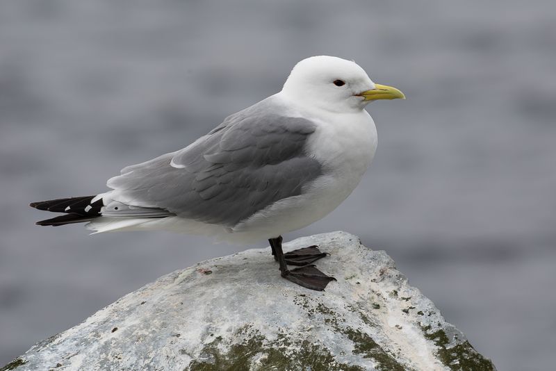 Black-legged Kittiwake
