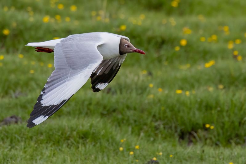 Brown-headed Gull