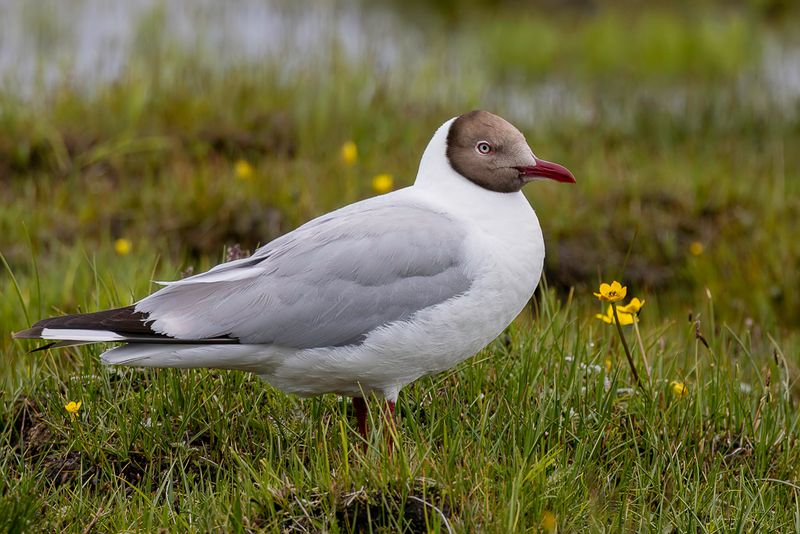 Brown-headed Gull