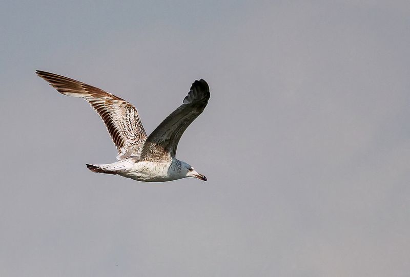 Caspian Gull