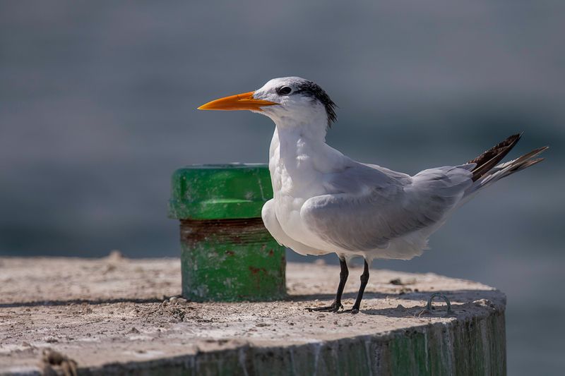 Caspian Tern