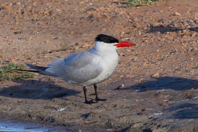 Caspian Tern