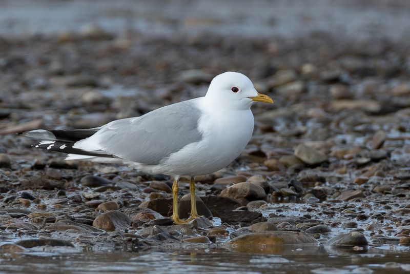 Common Gull