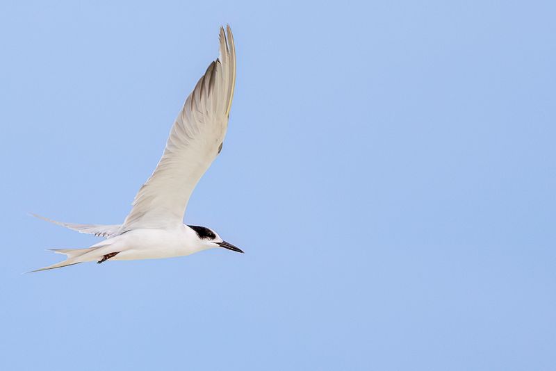 Common Tern