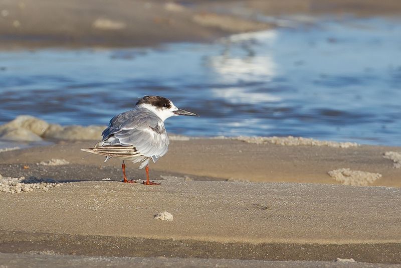Common Tern