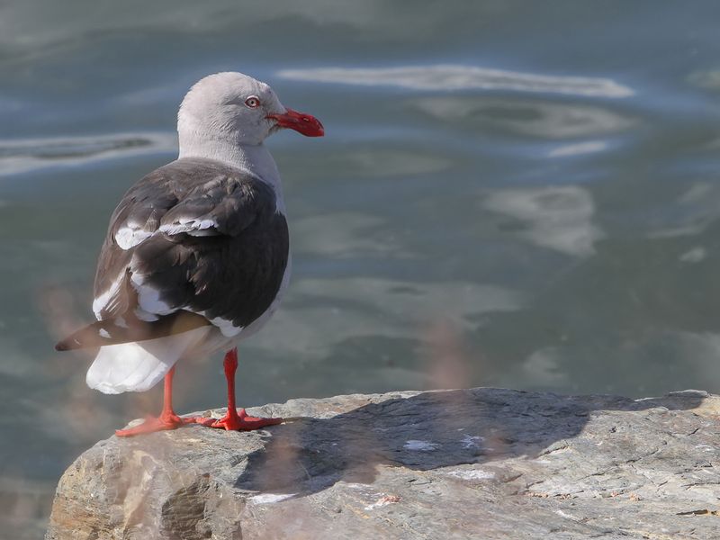 Dolphin Gull