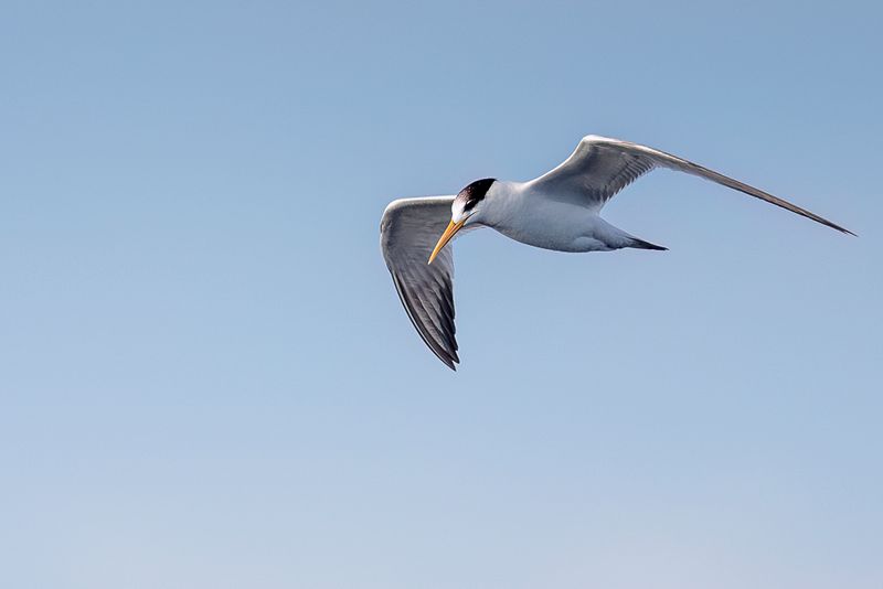 Elegant Tern