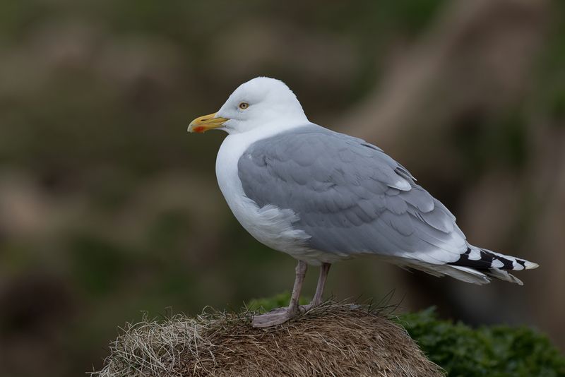 European Herring Gull