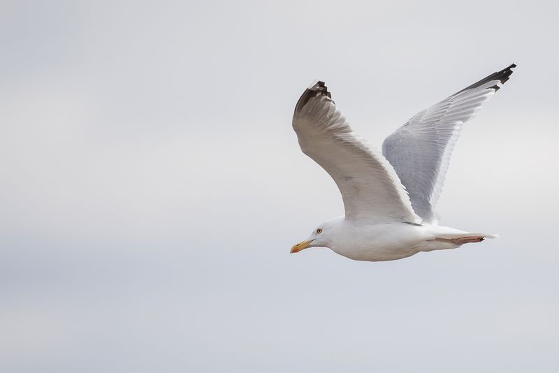 European Herring Gull