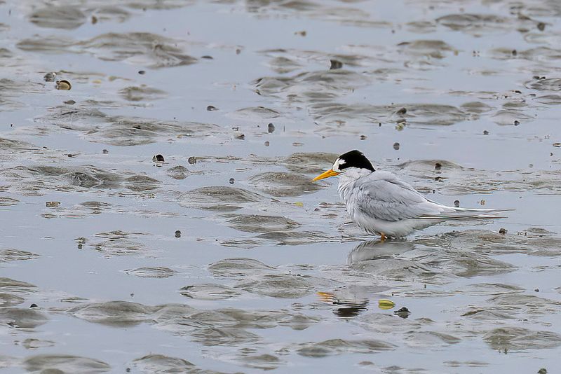 Fairy Tern