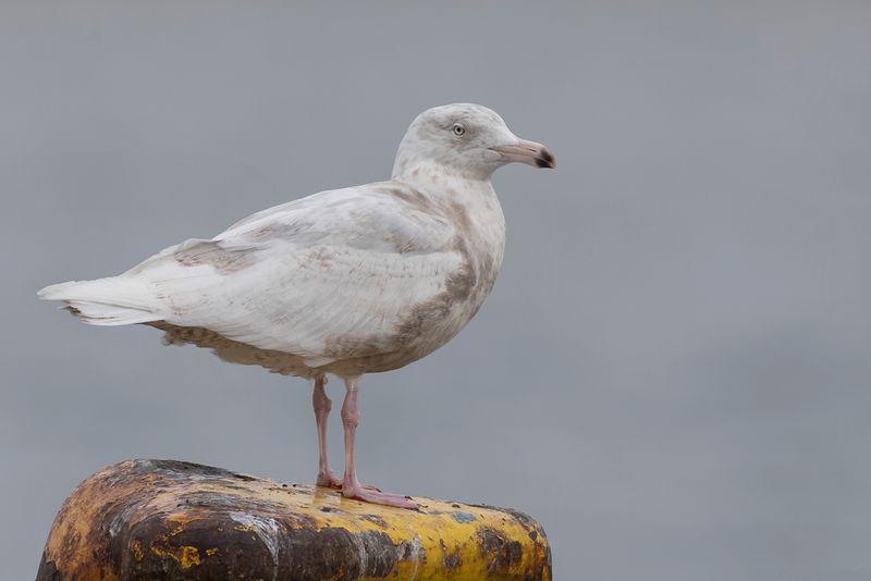 Glaucous Gull