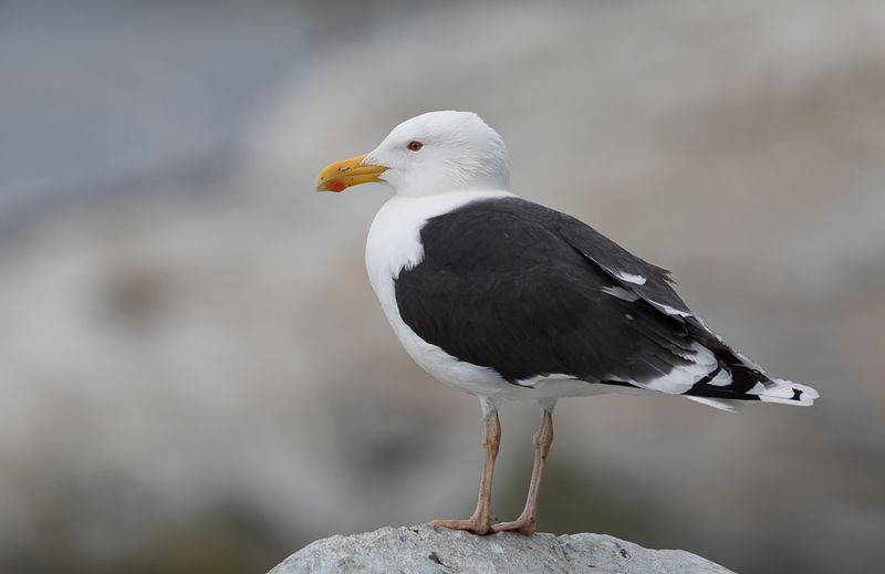 Great Black-backed Gull