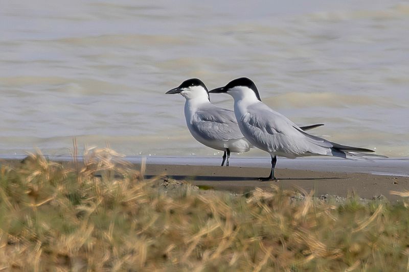 Gull-billed Tern