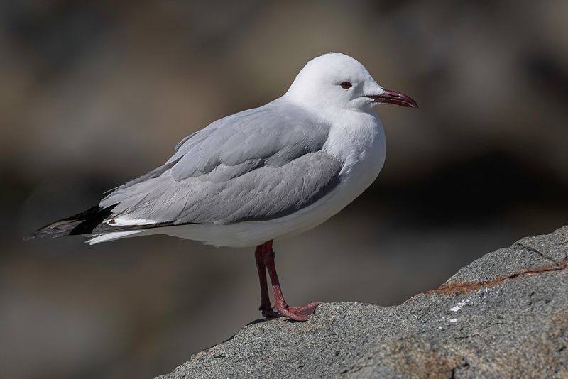 Hartlaub's Gull