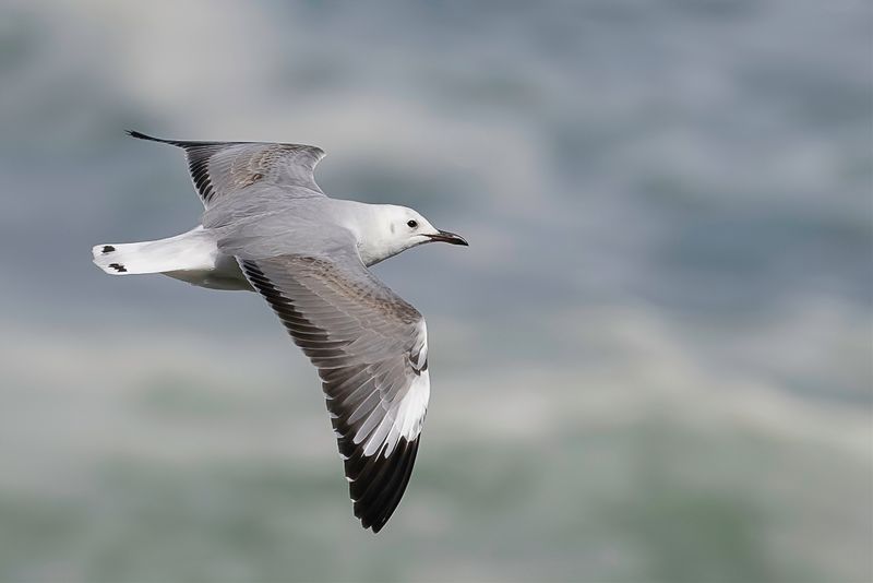 Hartlaub's Gull