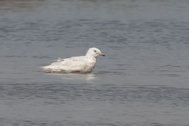 Iceland Gull