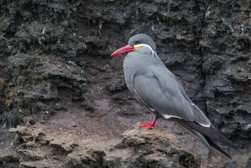 Inca Tern