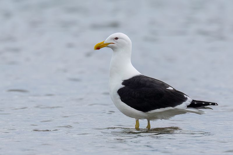 Kelp Gull